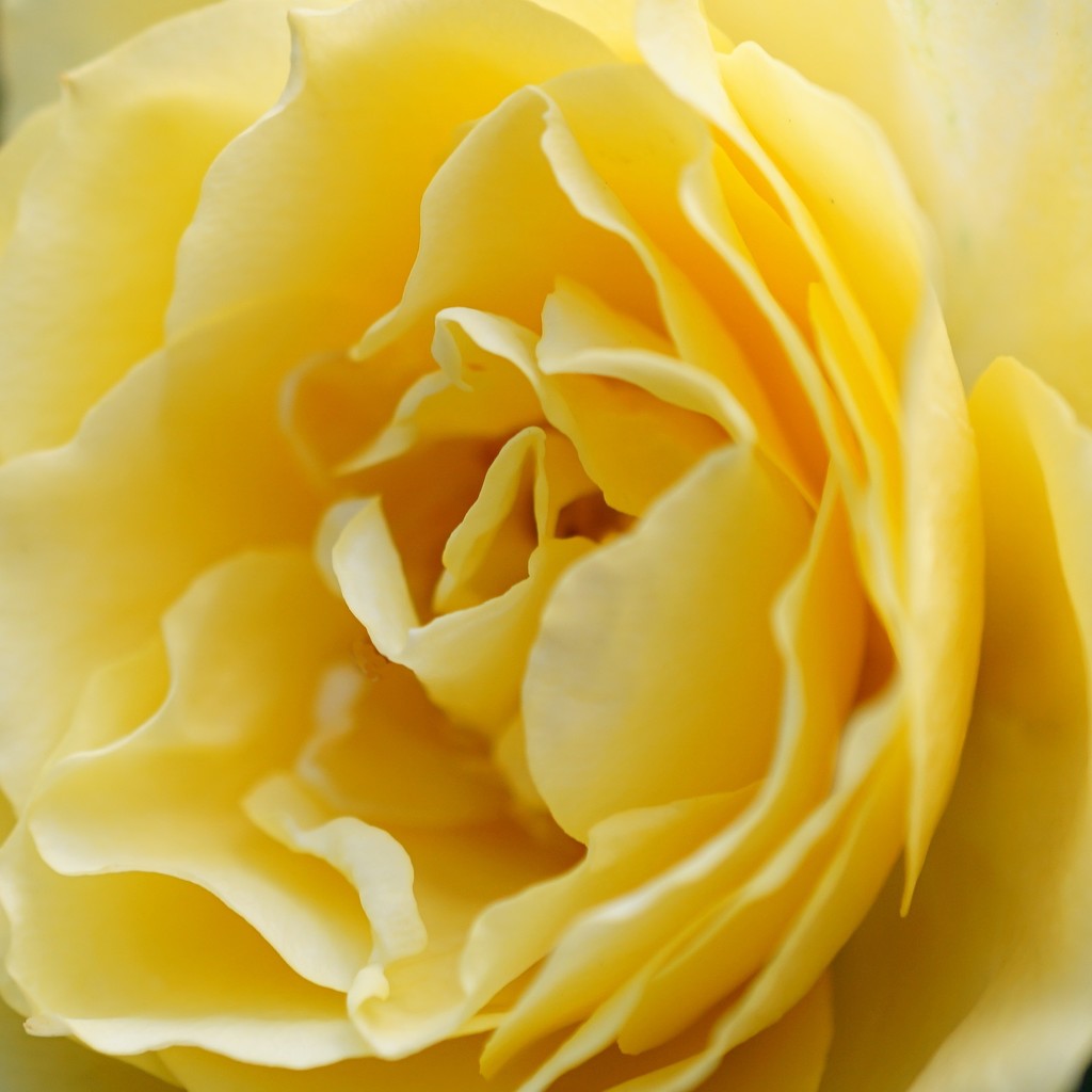 summer yellow rose by quietpurplehaze
