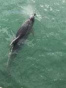 24th Mar 2021 - Dolphin spotted on way to Hole in the Rock Bay of Islands 