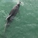 Dolphin spotted on way to Hole in the Rock Bay of Islands  by Dawn