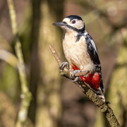 24th Mar 2021 - Greater Spotted Woodpecker