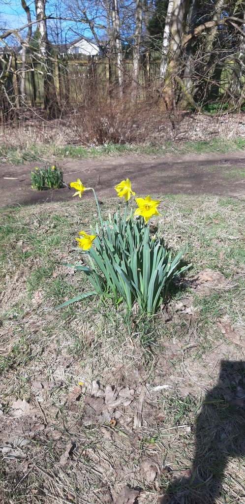 Daffodils at Dougalston by armurr