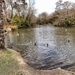 Wildlife pond..... by cutekitty