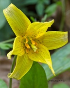 24th Mar 2021 - LHG-7382- Yellow Trout Lily