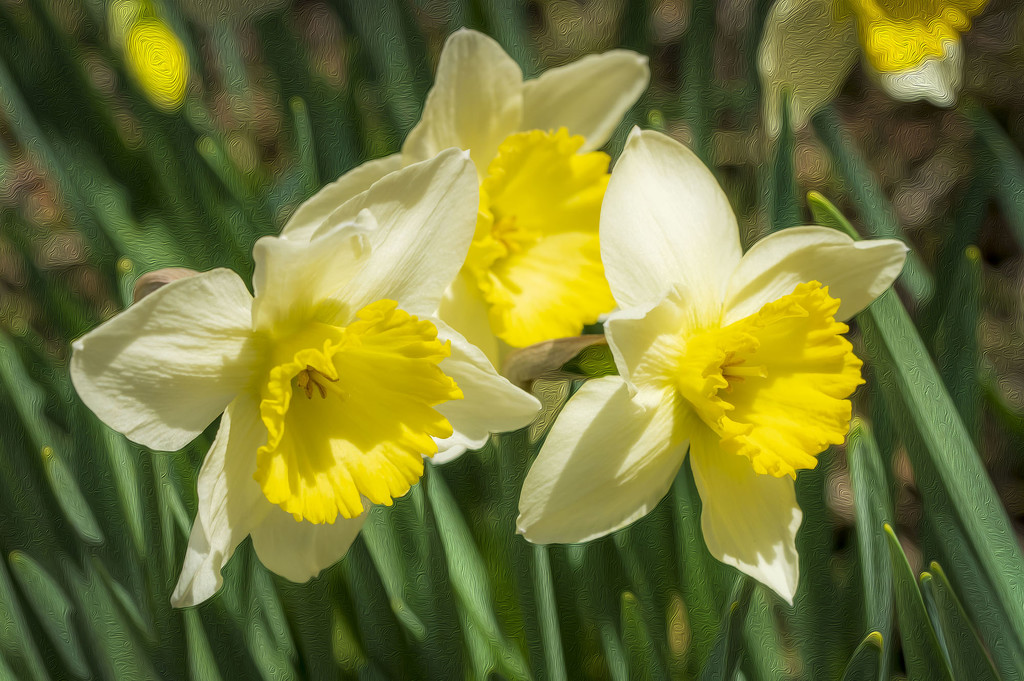 Daffodils  by kvphoto