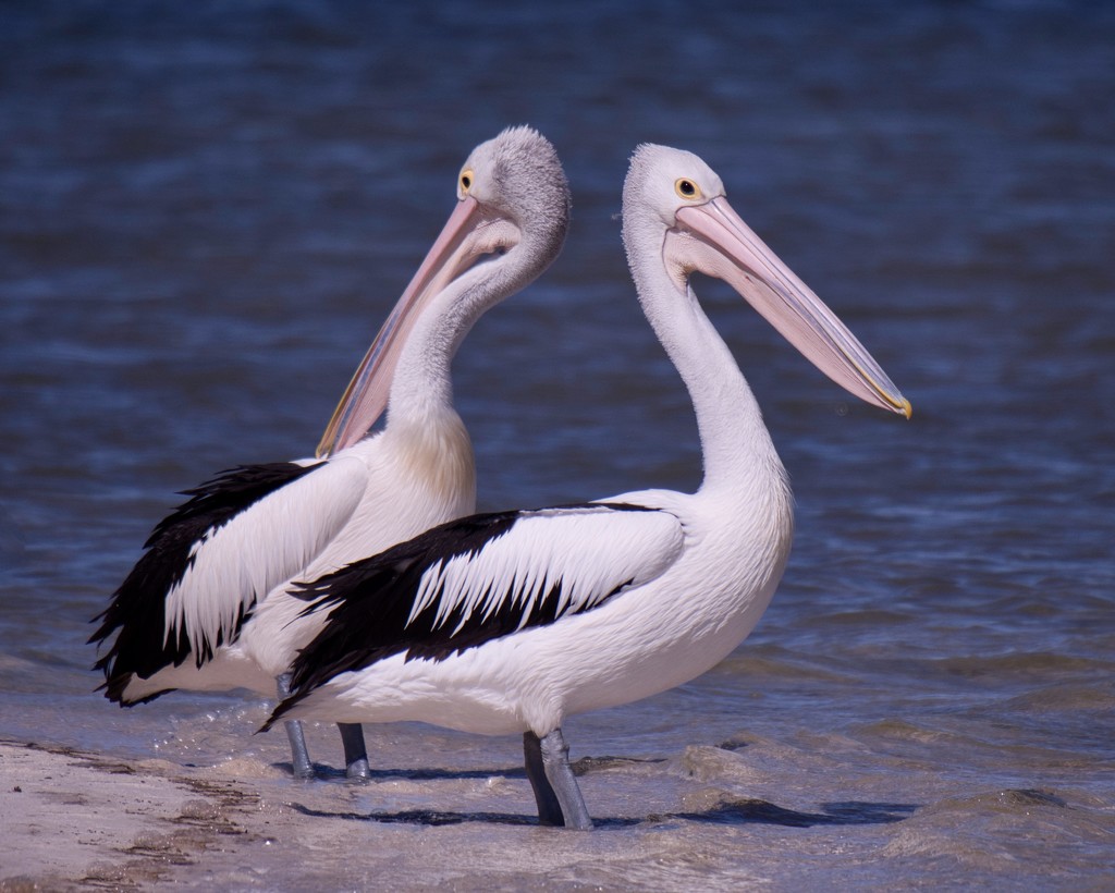 It's Hard To Pass Up On Pelicans .._3240185 by merrelyn
