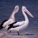 It's Hard To Pass Up On Pelicans .._3240185 by merrelyn