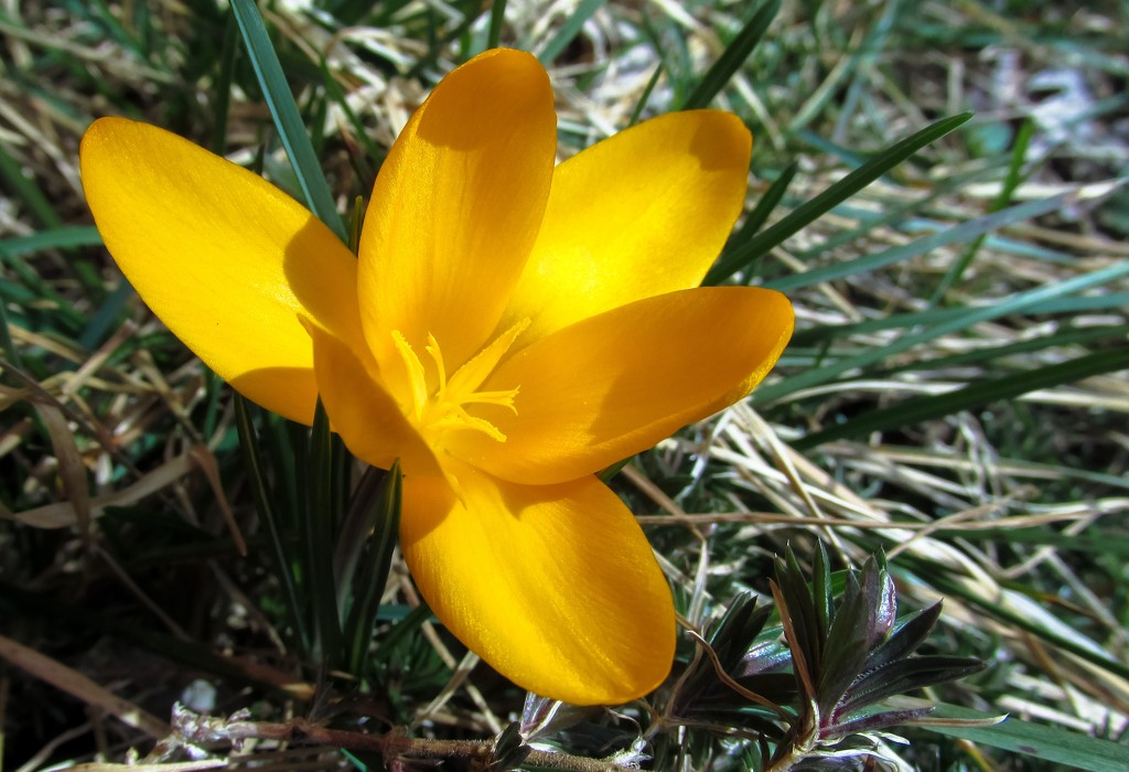 Yellow crocus by mittens