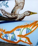 24th Mar 2021 - Duck and Bluebells