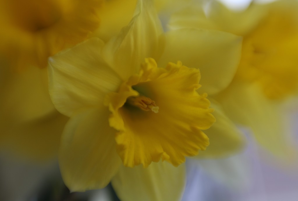 Spring Daffodils by motherjane