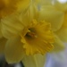 Spring Daffodils by motherjane