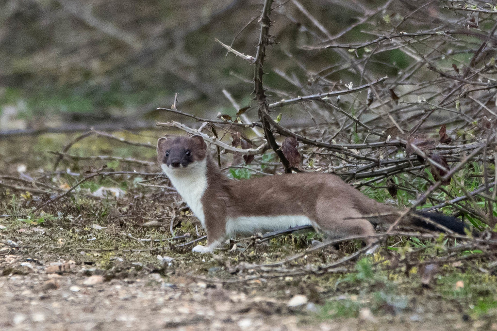 My first Stoat by stevejacob