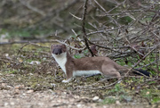 24th Mar 2021 - My first Stoat