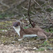 My first Stoat by stevejacob