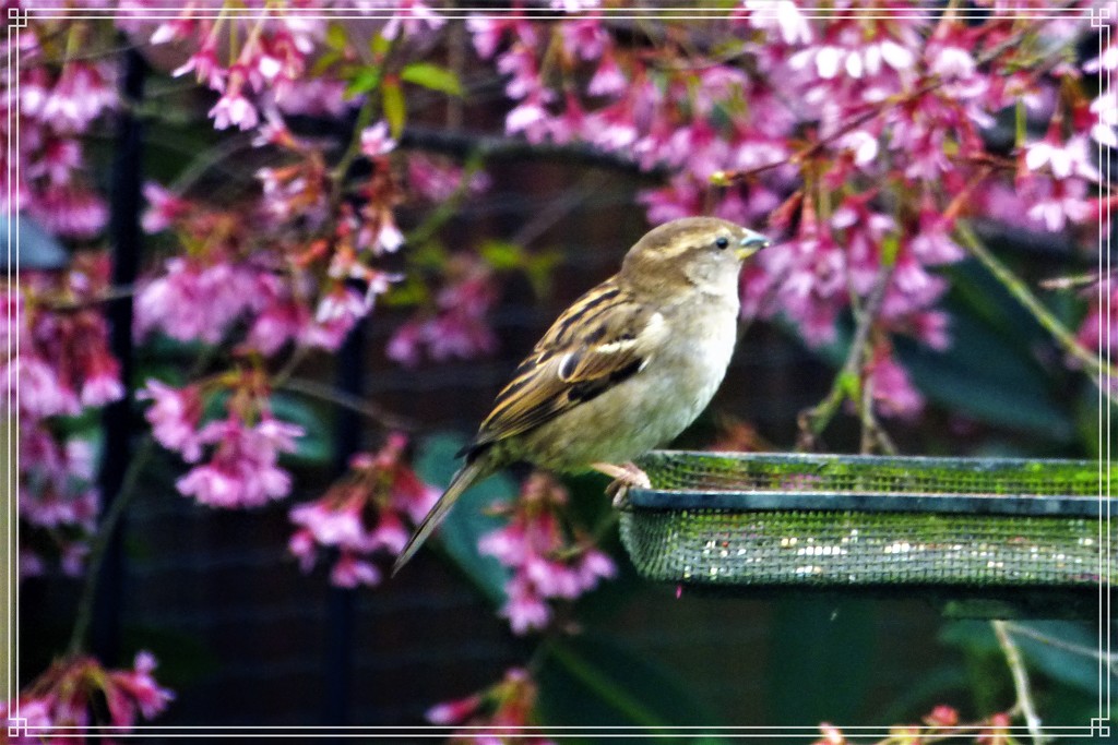 Sparrow by beryl