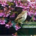 Sparrow by beryl