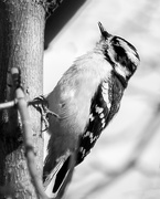 24th Mar 2021 - lady woodpecker
