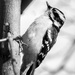 lady woodpecker by jernst1779