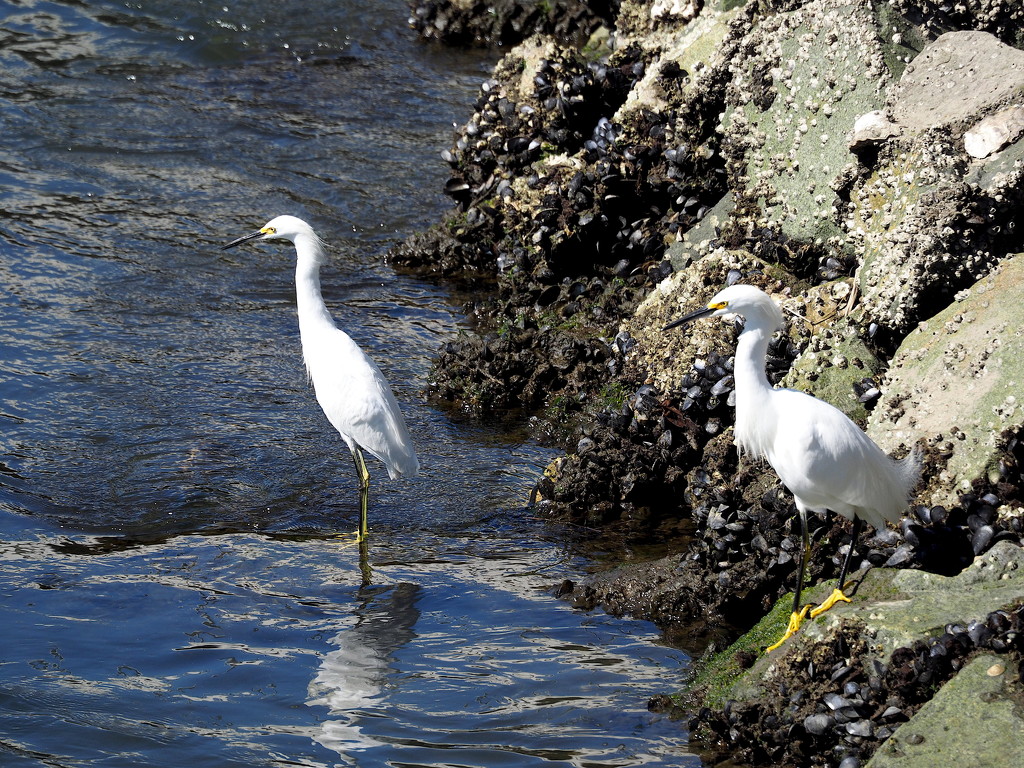 Snowy Egrets by redy4et