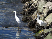 23rd Mar 2021 - Snowy Egrets