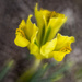 Dwarf Bearded Iris by pdulis