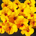 yellow nasturium flowers by kali66