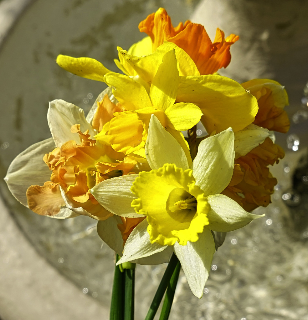Daff's From The Garden. by tonygig