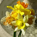 Daff's From The Garden. by tonygig