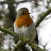 Robin In Tree by tonygig