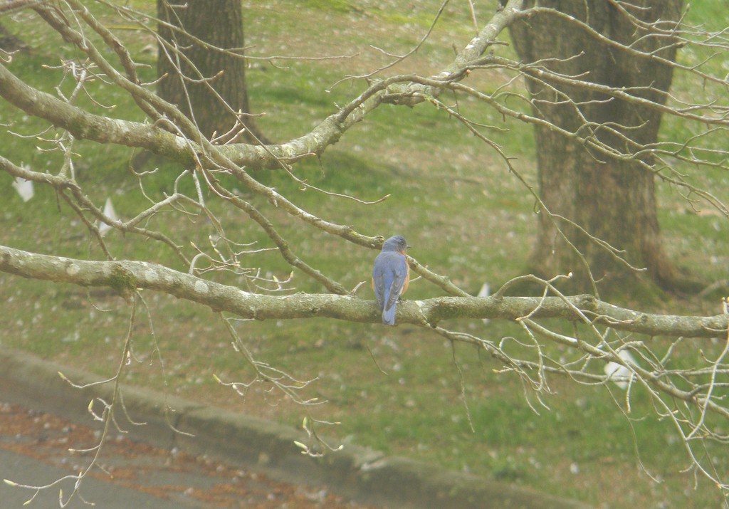 Bluebird in Tree  by sfeldphotos