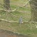 Bluebird in Tree  by sfeldphotos