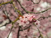 24th Mar 2021 - Peak pink blossom