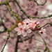Peak pink blossom by speedwell
