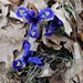 Alida Dwarf Iris by sandlily