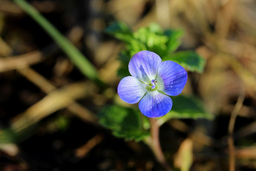 Tiny flower. by pyrrhula