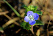 24th Mar 2021 - Tiny flower.