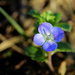 Tiny flower. by pyrrhula
