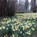 daffodils  always make me smile by yorkshirelady