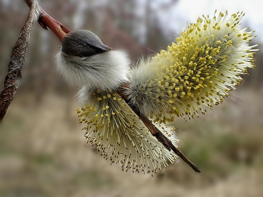 Pussy Willow by mitchell304