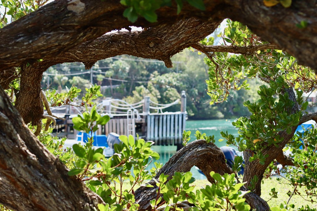 View through the trees by lisasavill