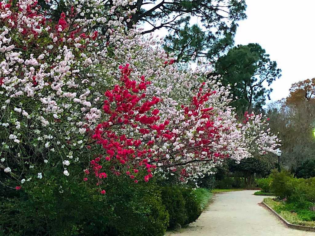 Spring is in full bloom at Hampton Park. by congaree