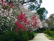 24th Mar 2021 - Spring is in full bloom at Hampton Park.