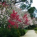 Spring is in full bloom at Hampton Park. by congaree