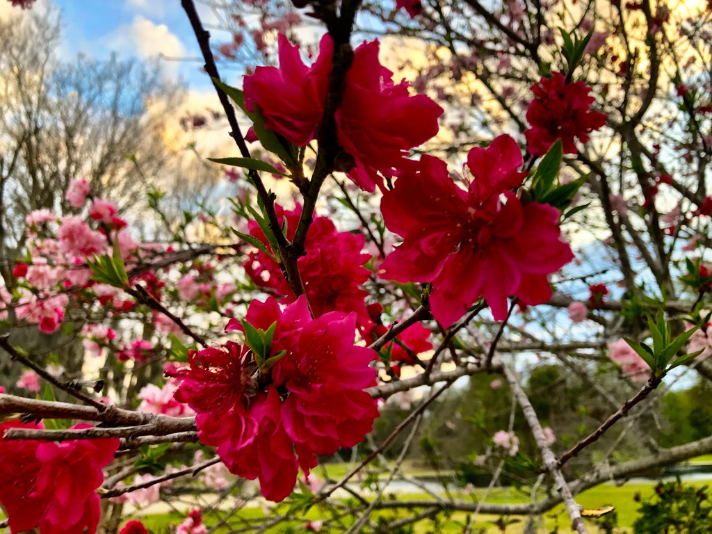  Brilliant Spring color at Hampton Park! by congaree