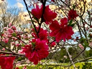 24th Mar 2021 -  Brilliant Spring color at Hampton Park!