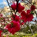  Brilliant Spring color at Hampton Park! by congaree