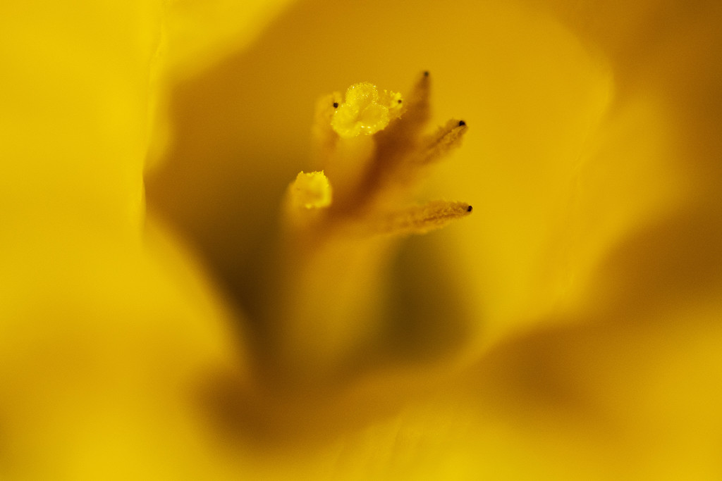 Daffodil Macro by cwbill