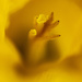 Daffodil Macro by cwbill