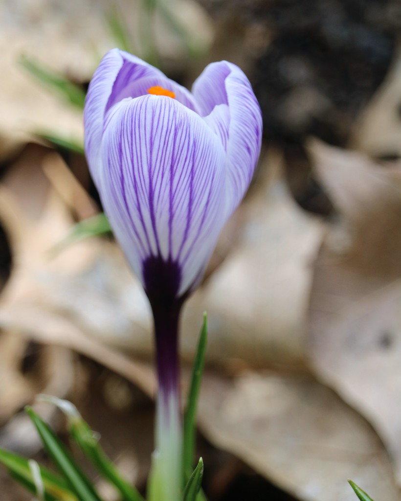 March 6: Purple Crocus by daisymiller