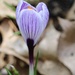 March 6: Purple Crocus by daisymiller