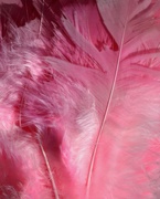7th Mar 2021 - March 7: Pink Feather Duster